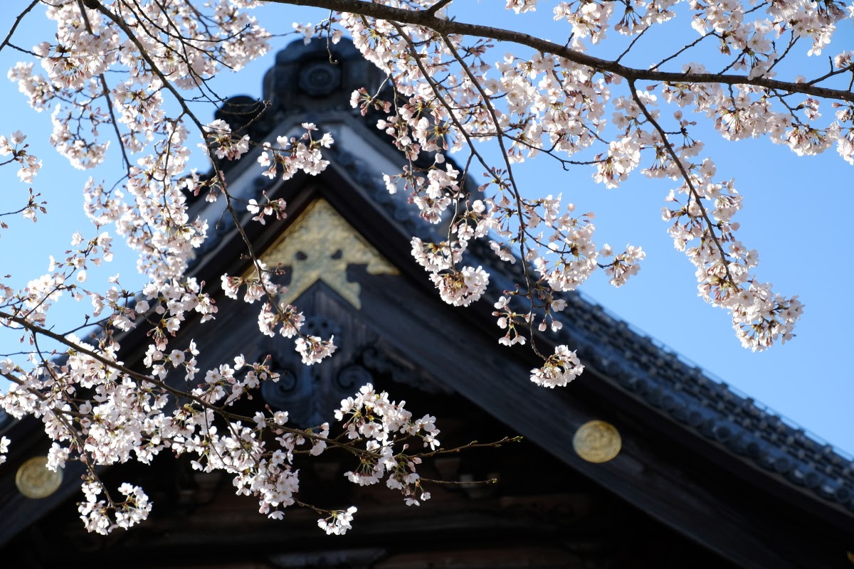 桜（写真：椎名修）